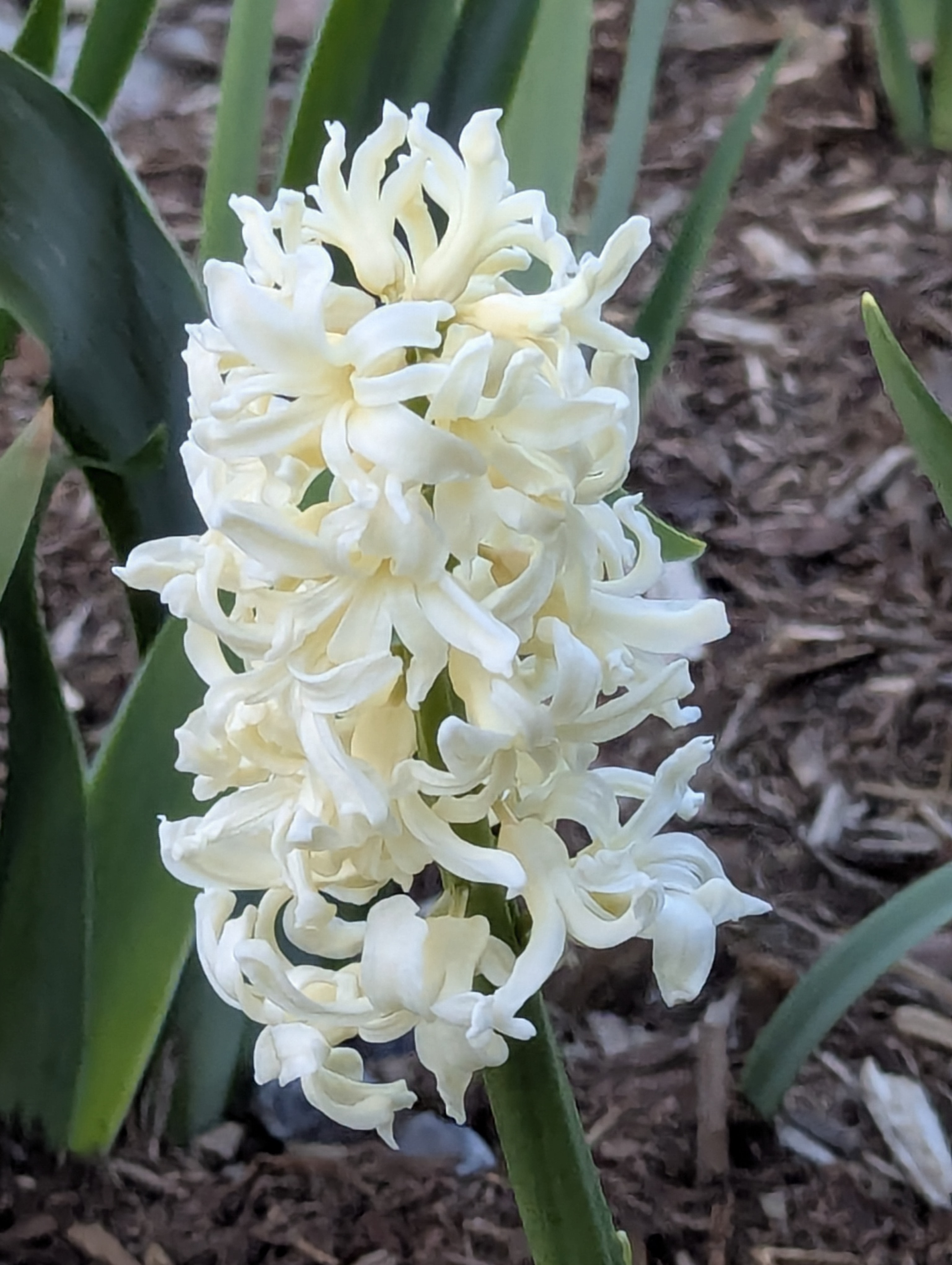 Garden, Flowers, Morrison, Colorado